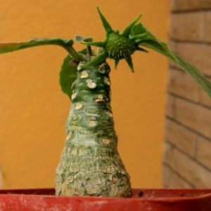 dorstenia foetida