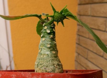 dorstenia foetida