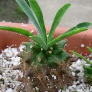 euphorbia juglans