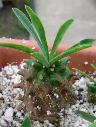 euphorbia juglans