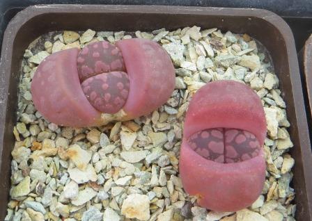 lithops otzeniana cesky granat