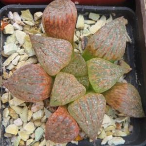 haworthia picta red