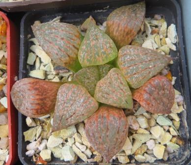 haworthia picta red