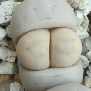 lithops ruschiorum c 242