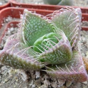 faucaria tigrina grahamstown