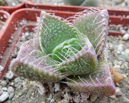 faucaria tigrina grahamstown