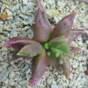 faucaria selekte