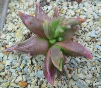 faucaria selekte