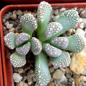 titanopsis calcarea