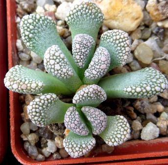 titanopsis calcarea