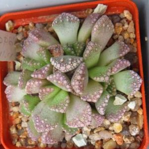 titanopsis calcarea
