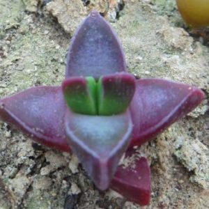 faucaria tigrina  завжди червона