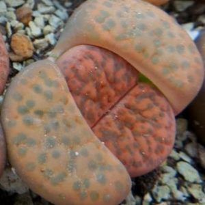 lithops fulviceps