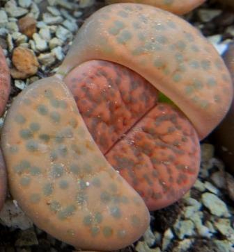 lithops fulviceps