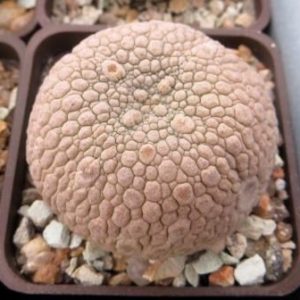 pseudolithos eylensis