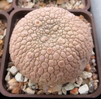 pseudolithos eylensis
