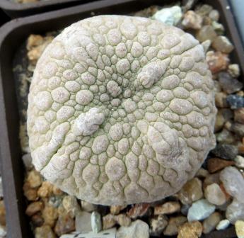 pseudolithos cubiformis