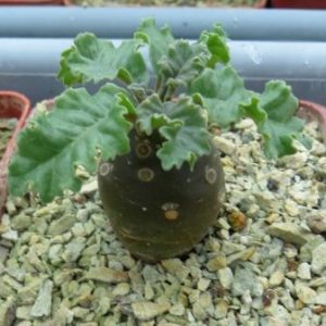 dorstenia lavrani