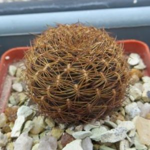 sulcorebutia arenacea HS 30