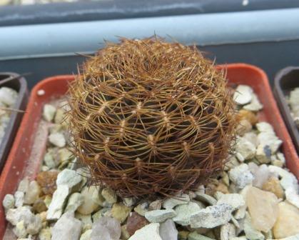 sulcorebutia arenacea HS 30