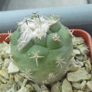 turbinicarpus lophophoroides Rio Verde