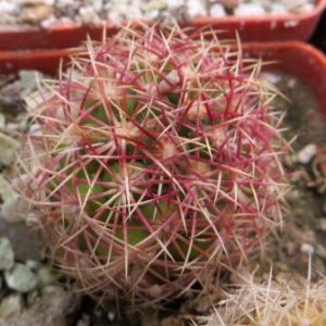 thelocactus bicolor