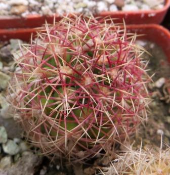 thelocactus bicolor