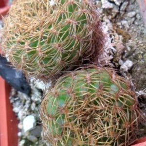 sulcorebutia candiae v kamiensis двійня