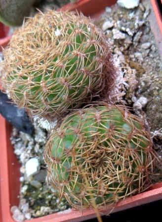 sulcorebutia candiae v kamiensis двійня