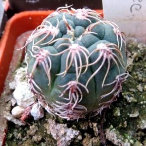 411.735 gymnovalicium spec VG 268
