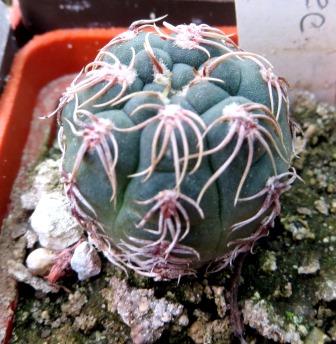 411.735 gymnovalicium spec VG 268