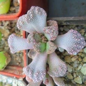 titanopsis calcarea