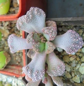 titanopsis calcarea