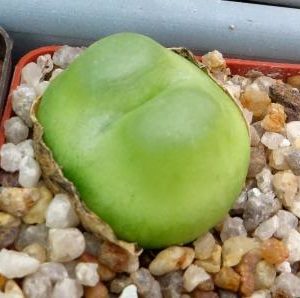 conophytum ratum sh1200