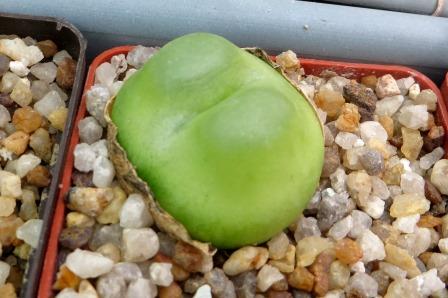 conophytum ratum sh1200