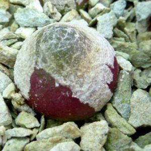 conophytum burgeri