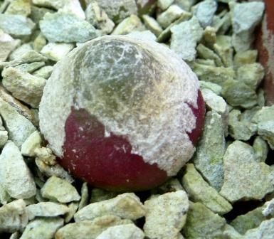 conophytum burgeri