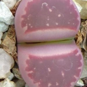 lithops red olive