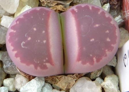 lithops red olive