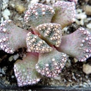 titanopsis calcarea