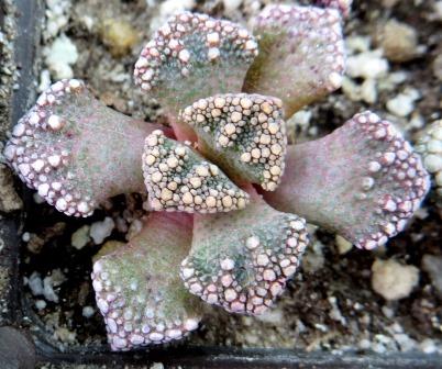 titanopsis calcarea
