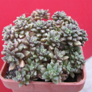 Monanthes  subcrassicaulis