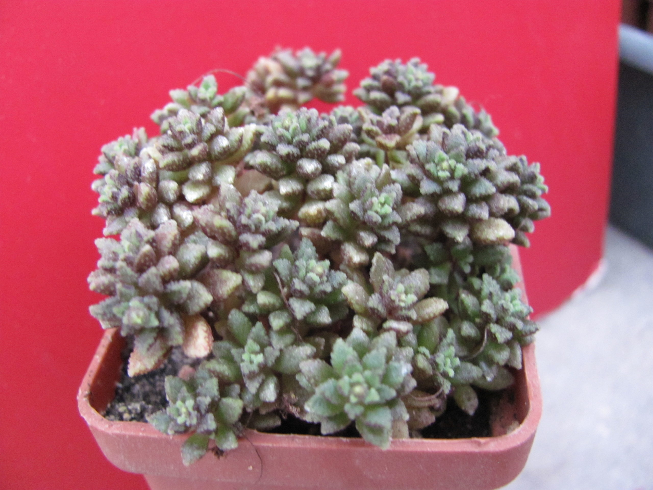 Monanthes  subcrassicaulis