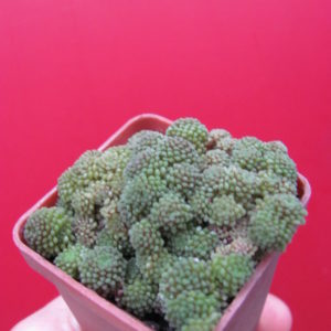 Monanthes polyphylla