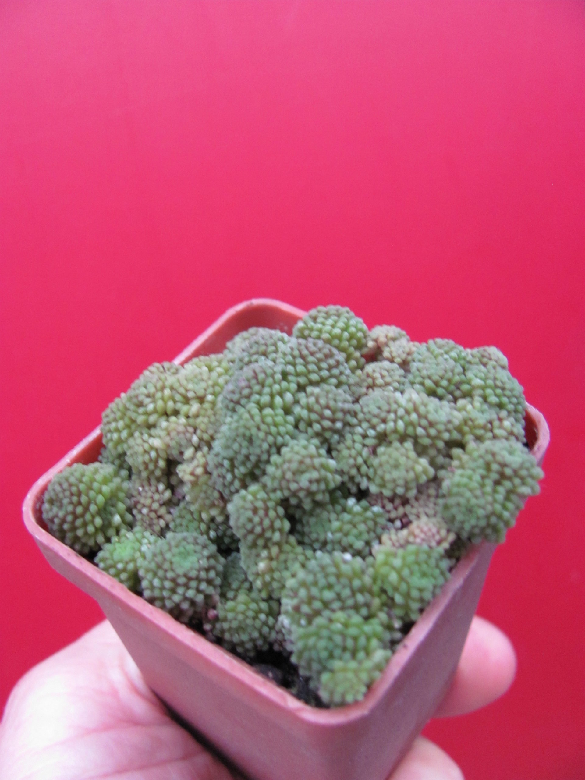 Monanthes polyphylla