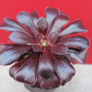 Aeonium schwarzkopf