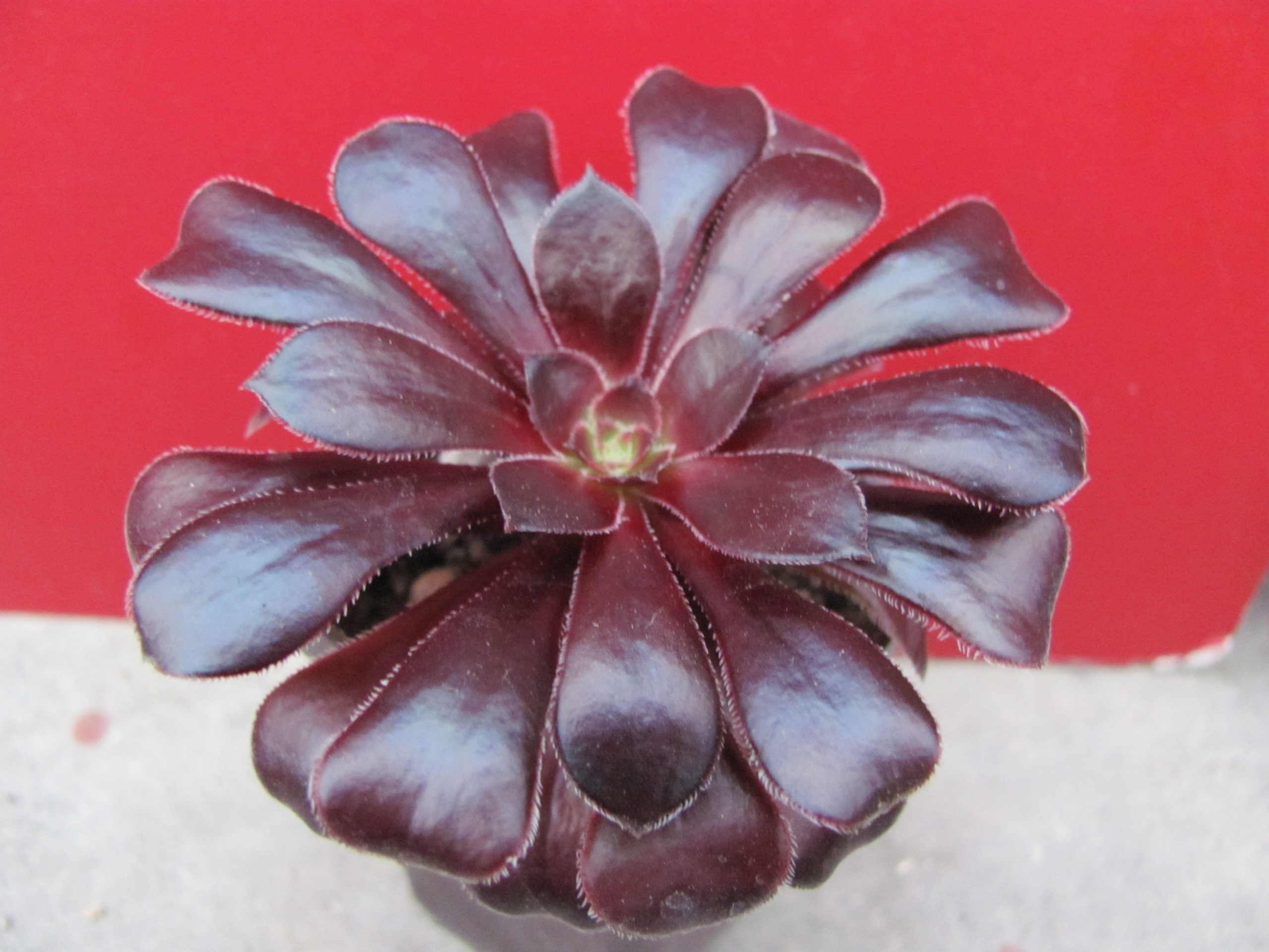 Aeonium schwarzkopf