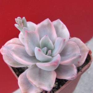 Echeveria  Mrs.  Richards variegata