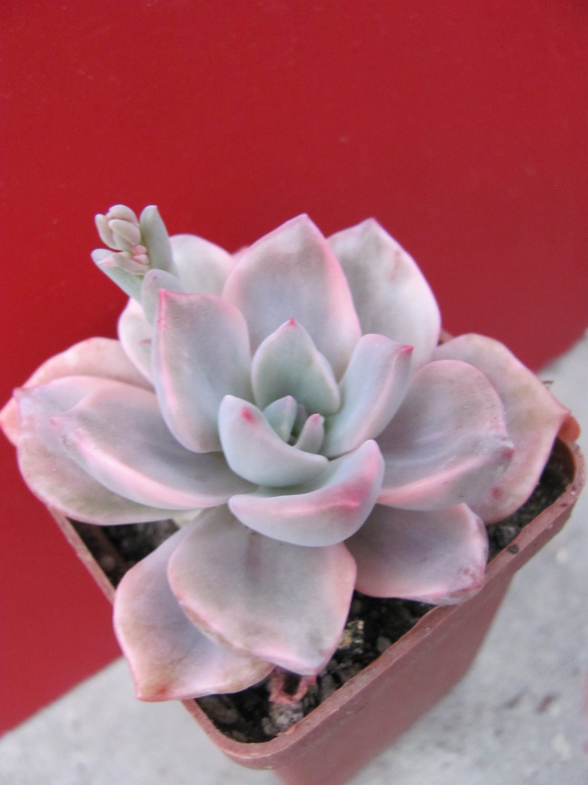 Echeveria  Mrs.  Richards variegata