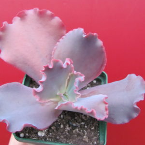Echeveria Silveron Red
